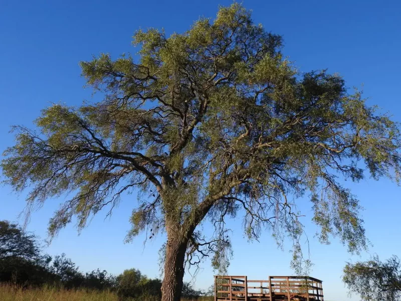 Aspidosperma-quebracho-blanco