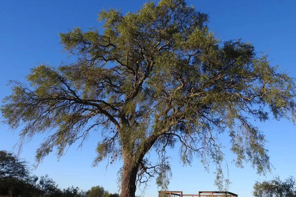 Aspidosperma-quebracho-blanco