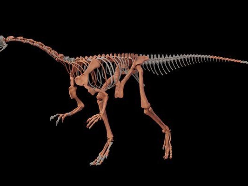 Conicet dinosaurio