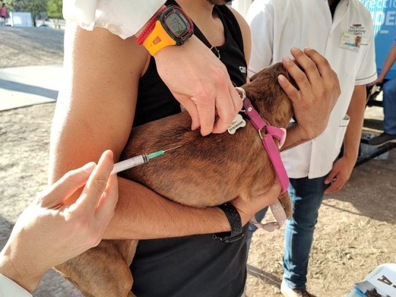 Vacunacion antirabica