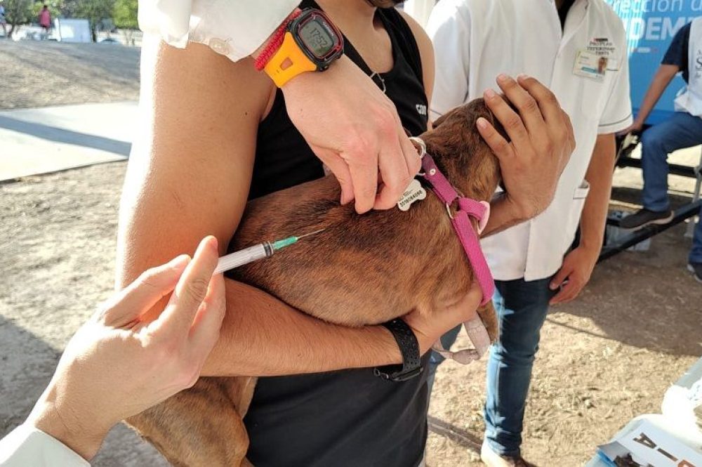 Vacunacion antirabica