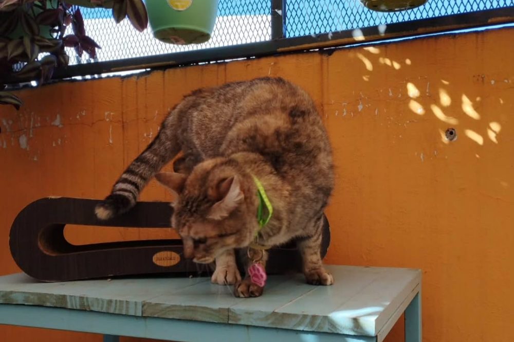 WhatsApp Image 2025-08-21 at 19.48.37