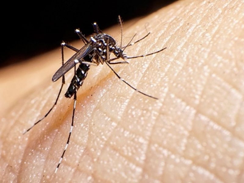 dengue-en-córdoba