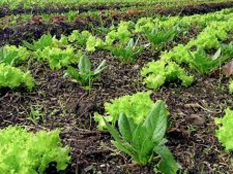 huerta
