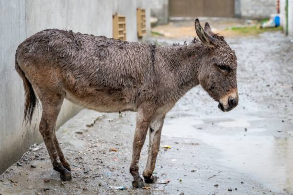 A wide shot of a tired donkey on a street on a cloudy day