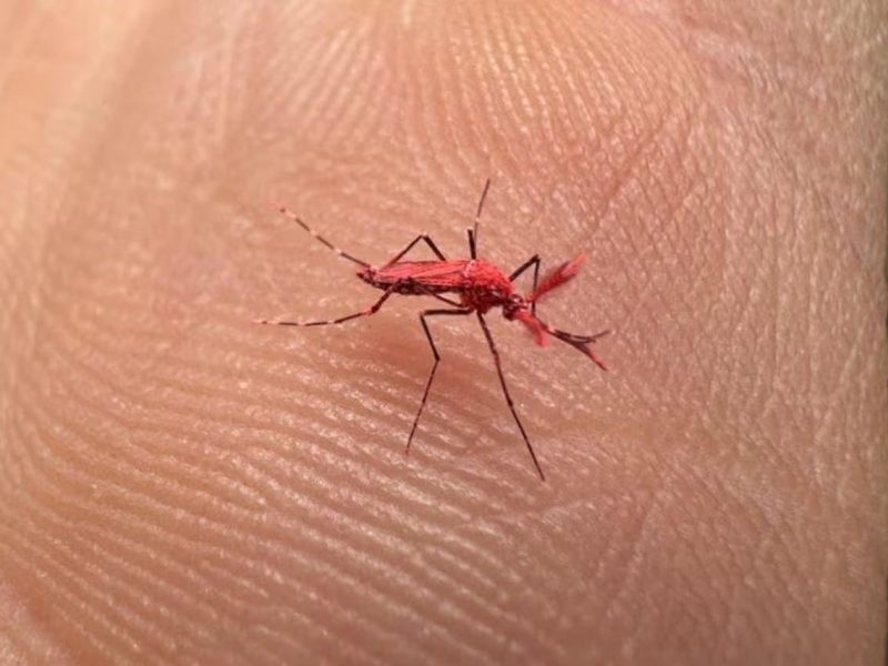 mosquitos-dengue
